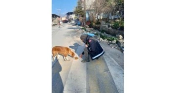 Afet bölgesindeki can dostlara Osmangazi şefkati