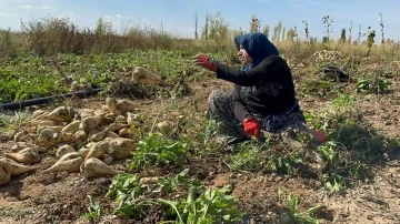 Afyonkarahisar’da pancar söküm sezonu sürüyor
