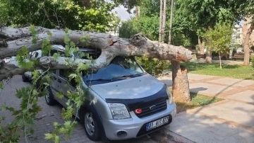 Ağaç park halindeki aracın üzerine devrildi
