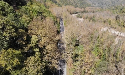 Ağaç tünelli yollarda sonbahar cümbüşü
