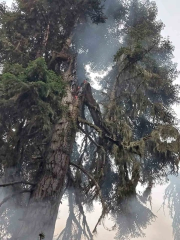 Ağaca yıldırım düştü, ormanda yangın çıktı
