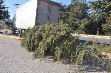 Ağacı kökünden sökerek durabildi, büyük bir kazanın eşiğinden dönüldü
