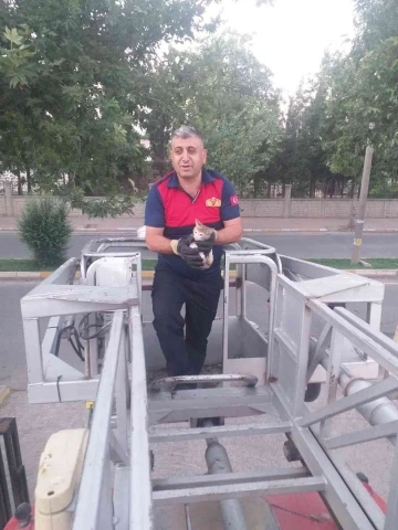 Ağaçta mahsur kalan kedi kurtarıldı
