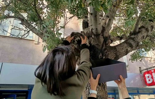 Ağaçtan aşağı inmeyen yavru kedi yaş mamayla ikna edildi
