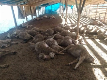 Ağıla giren kurt sürüsü, 42 koyunu telef etti

