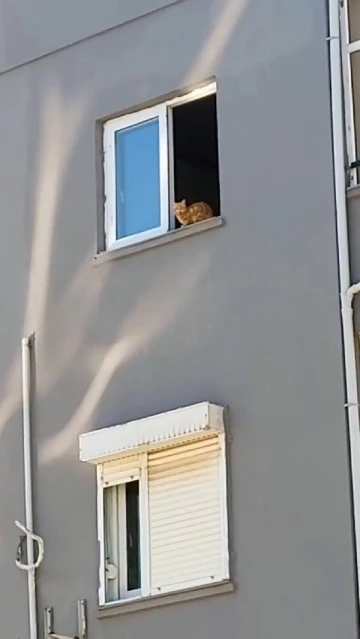 Ağır hasarlı binadan kurtarılmaya çalışılan kedi, 14’üncü kattan atladı