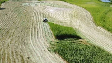 Ağrı Dağı Milli Parkı’ndaki sazlık alanın biçilme anı havadan görüntülendi
