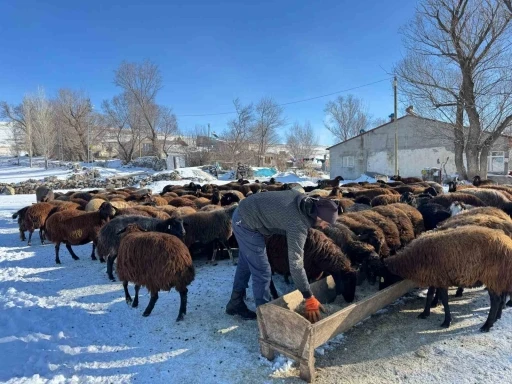 Ağrılı besiciler dondurucu soğuklara rağmen hayvancılığı sürdürüyor
