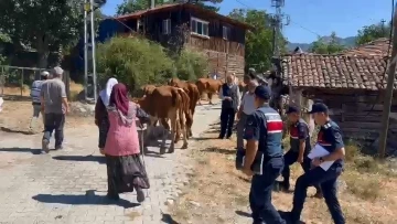 Ahırdaki inekleri çalan hırsızlar jandarmadan kaçamadı
