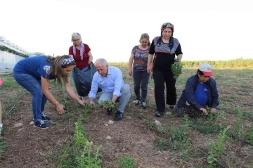 Akdeniz’de stevia ve moringa bitkilerinin ilk hasadı yapıldı
