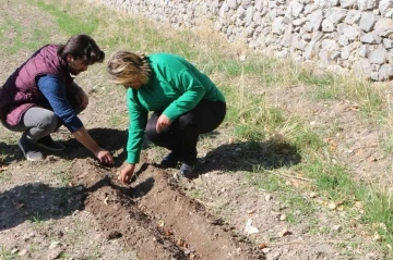 Akseki’de de lale soğanı üretilecek
