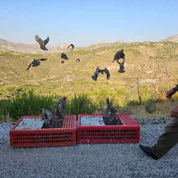 Akseki’de orman yangınına karşı doğa dostu adım: 920 keklik salımı gerçekleştirildi
