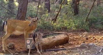 Alageyik ve yavrusu, su içerken fotokapana yakalandı