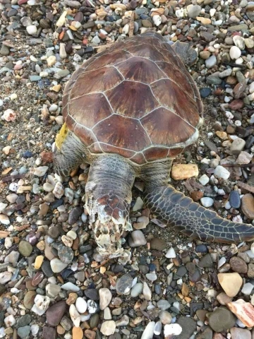 Alanya sahilinde ölü caretta caretta bulundu
