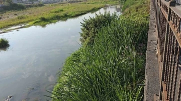 Alaplı çayı, çayıra döndü
