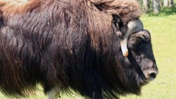 Alaska'da misk sığırının saldırdığı kişi öldü