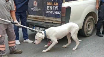 Alkollü sürücüyü araçtan indirmeye çalışan polis kolunu köpeğe kaptırdı
