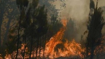 Almanya&rsquo;da Harz Dağları'nda orman yangını çıktı