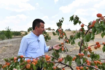 Altındağ’ın meyve ormanlarında hasat vakti
