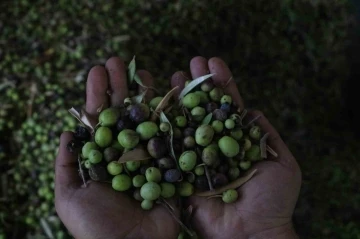 Altınözü zeytinyağı artık tescilli ürün oldu
