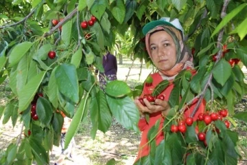 Altınyaka'da kiraz hasadı başladı