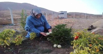 Anavatanı Peru olan meyveyi Ekinözü’nde yetiştirdi