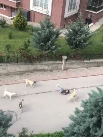 Ankara’da 6 başıboş köpeğin çocuğa saldırma anı kamerada
