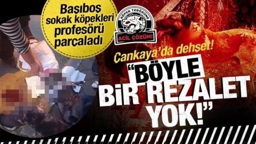 Ankara'da 9 başıboş sokak köpeği Prof. Dr. Meliha Yılmaz'ı parçaladı