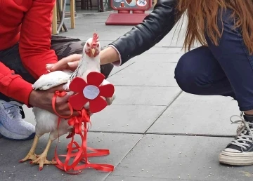 Ankara’da bir tantunicide “gezen tavuk” görenleri şaşırttı
