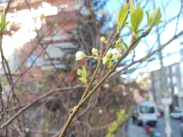 Ankara’da ocak ayında erik ağacı çiçek açtı
