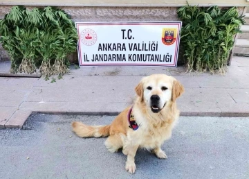 Ankara’da uyuşturucu operasyonu: 2 gözaltı
