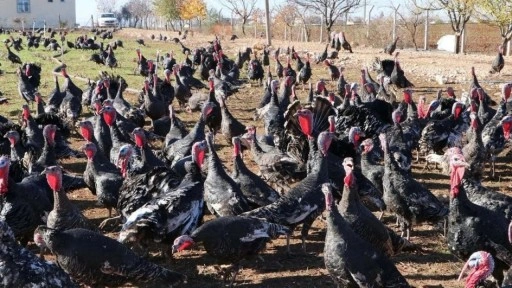 Ankara'da yeni 'Tosuncuk' vakası! Milyonlarca liralık hindi vurgunu