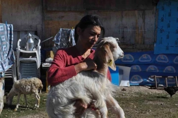 Anne şefkatiyle 60 adet hayvanla kendi başına ilgileniyor
