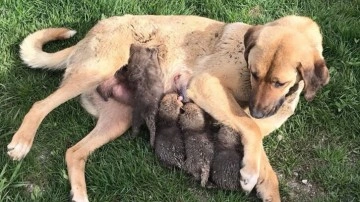 Anneleri ölen tilki yavrularına karakoldaki köpek süt annelik yaptı