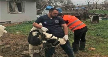 Antalya Büyükşehir Belediyesi’nden Gaziantep’te veterinerlik hizmeti