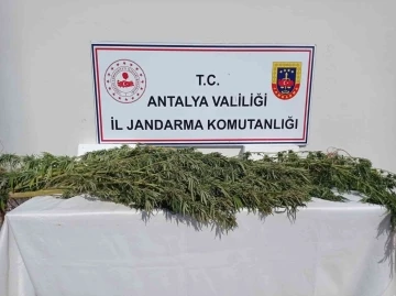 Antalya’da 17 kök kenevir ele geçirildi
