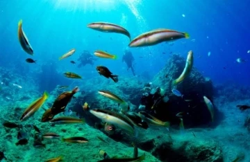 Antalya'da dalış turizmi için geri sayım başladı