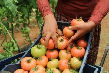 Antalya’da domates çiftçinin yüzünü güldürdü
