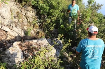 Antalya’da iki sokak köpeği ölü bulundu
