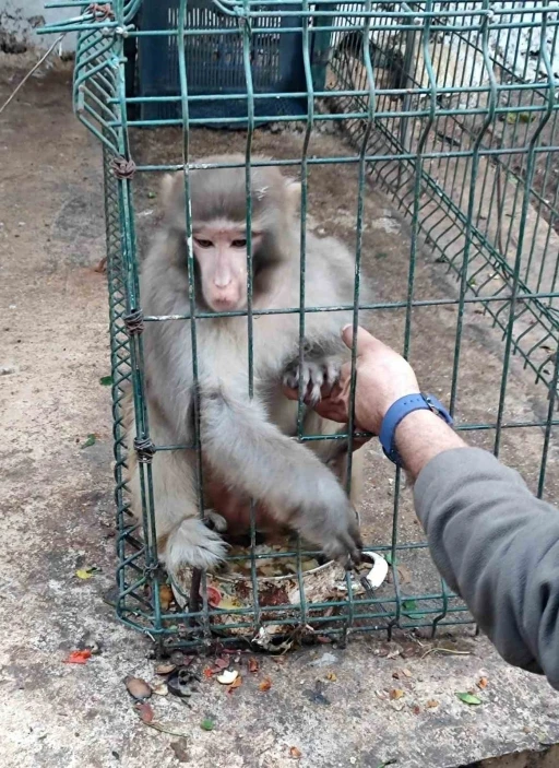 Antalya’da izinsiz Rhesus Maymununu besleyen şahsa 8 bin 322 lira para cezası uygulandı
