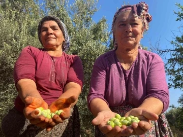 Antalya’da zeytin hasadı başladı
