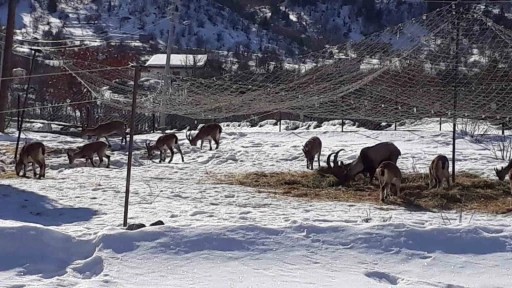 Antalya’nın ürkek misafirleri yaban keçileri  mahalleye indi
