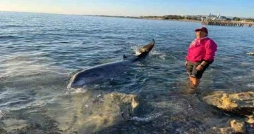 Antalya’da otele yerleşen depremzede aile, kıyıya vuran 4 metrelik dev yunusu kurtardı