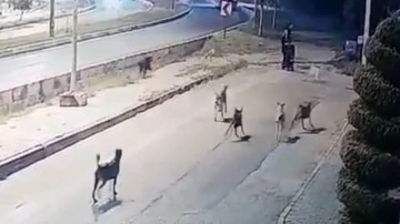 Antalya'da sokakta yürüyen adama 10 başıboş köpek saldırdı