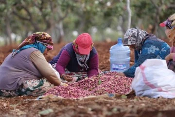 Antep fıstığını kavlatma mesaisi sürüyor