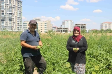 Apartmanlar arasında ata tohumunu yeşertmeye çalışıyor
