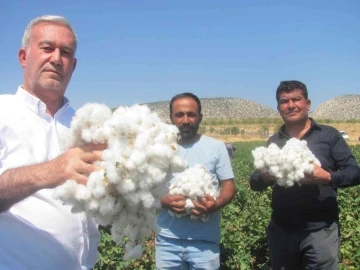 Araban Ovası’nda beyaz altın hasadı başlandı
