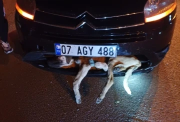 Aracın çarptığı köpek tampona sıkıştı
