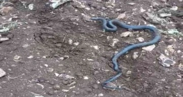 Arazi genişletirken kayaların altında 2 metrelik yılanlar çıktı