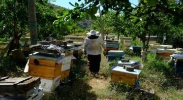 Arıcılar hasat için gün sayıyor